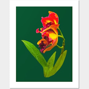 Orchids - Frilly Red and Yellow Orchids Posters and Art